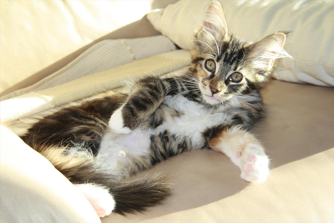 Maine Coon Solgt.. Felina billede 5