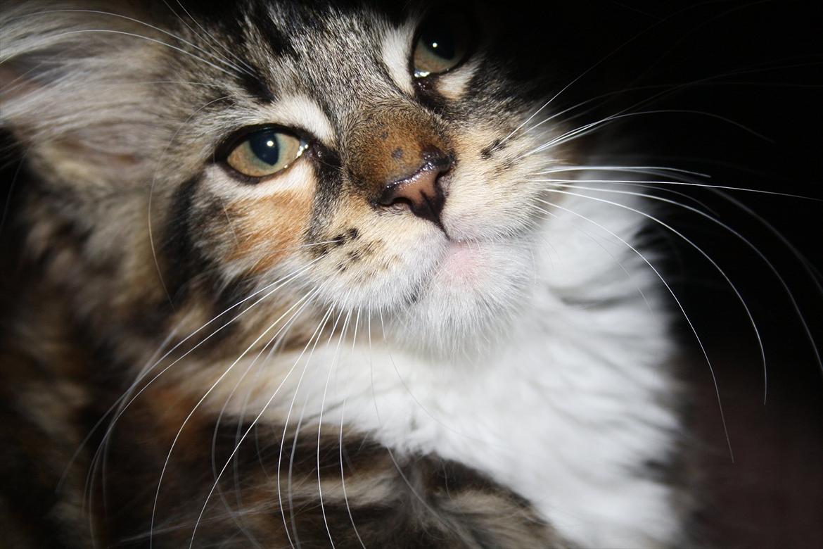 Maine Coon Solgt.. Felina billede 6