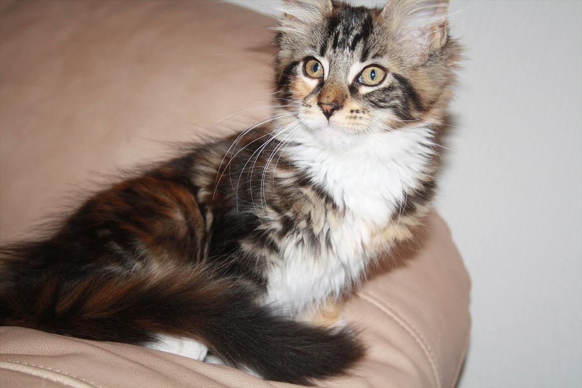 Maine Coon Solgt.. Felina billede 7