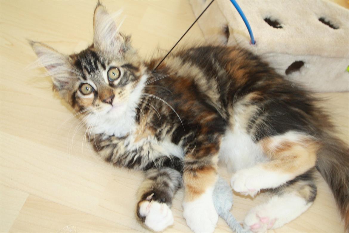 Maine Coon Solgt.. Felina billede 8