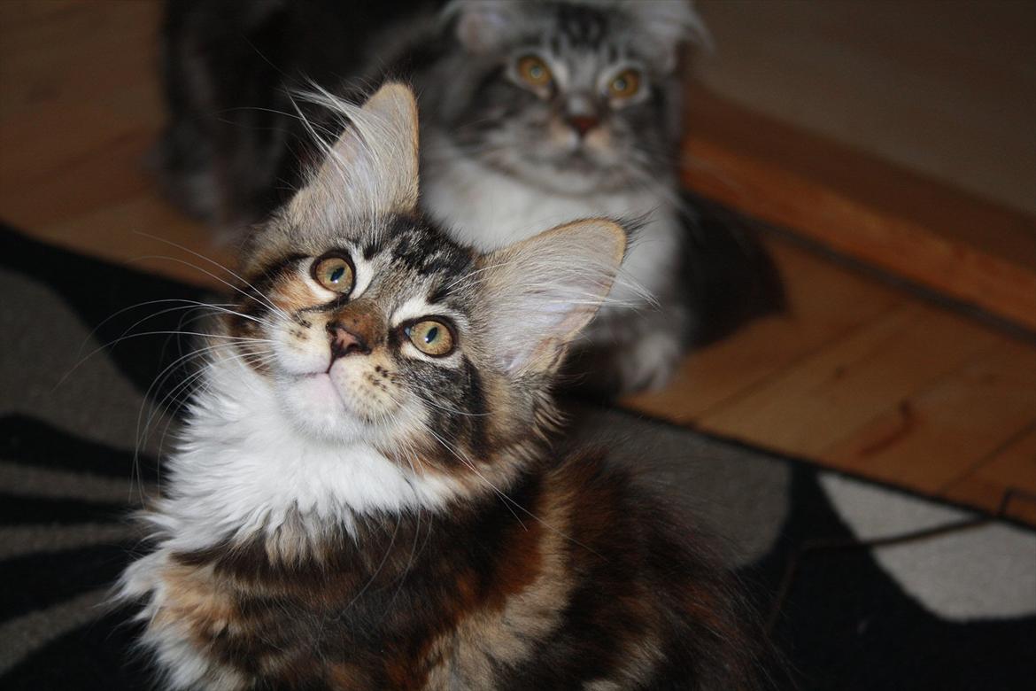 Maine Coon Solgt.. Felina billede 9