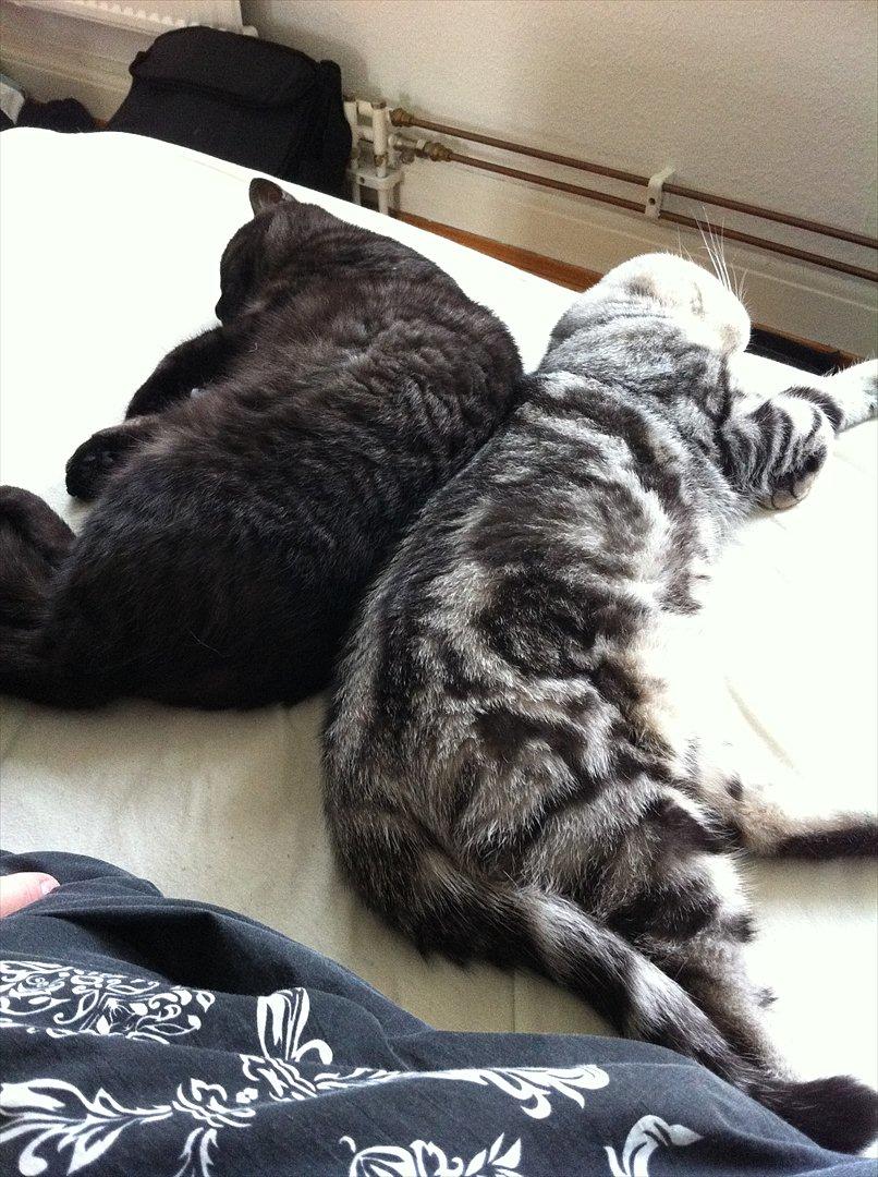 British Shorthair DK Kjáttas Cisco billede 17