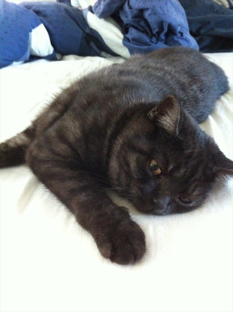 British Shorthair DK Kjáttas Cisco billede 20