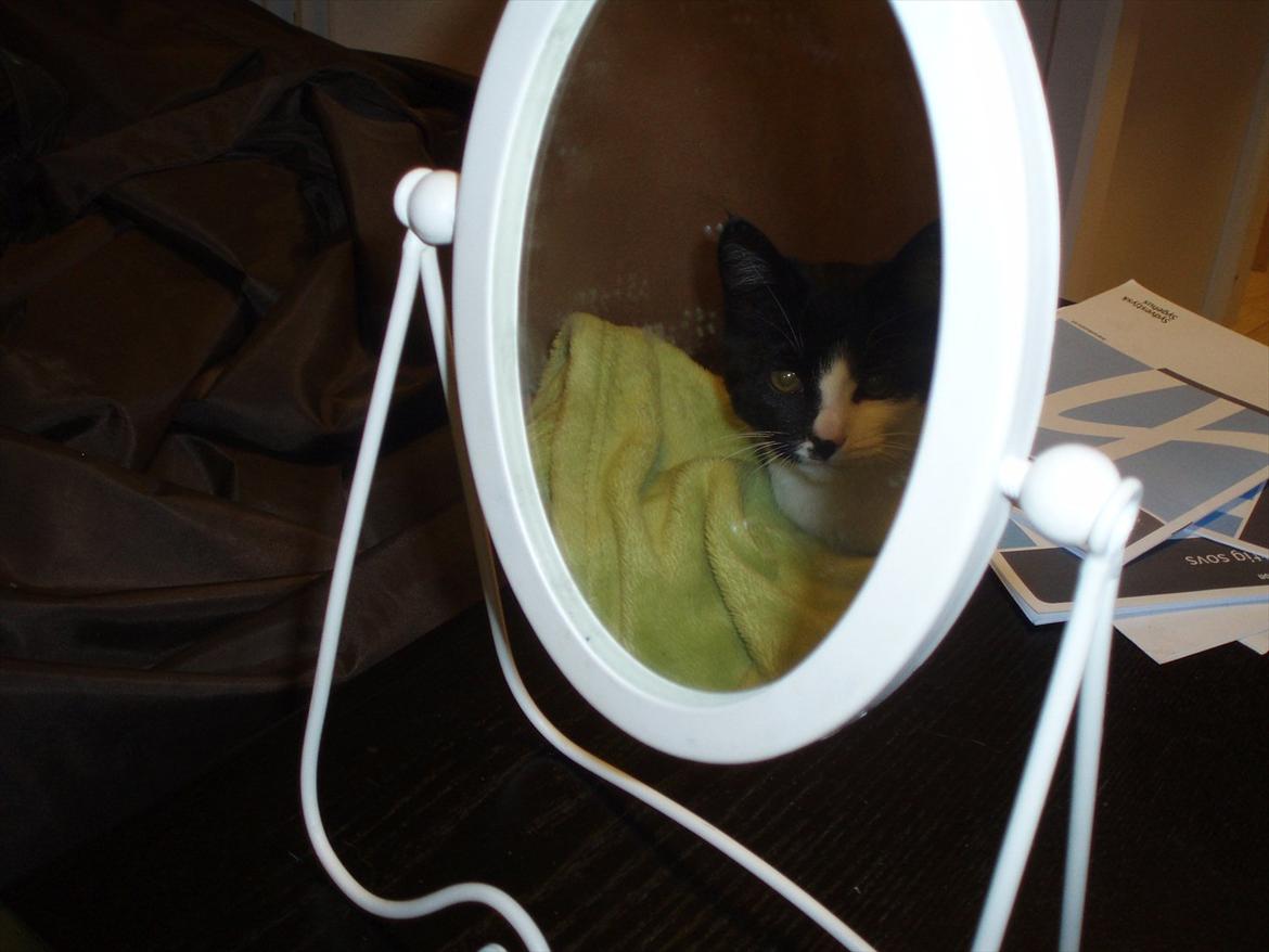 Huskat Tøsen - Kigger sig selv i spejlet !.. Det skulle jeg bare have et billed af !  billede 6