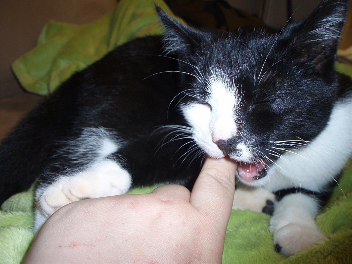 Huskat Tøsen - Mmmh! Bide i Pernille's finger :p billede 7