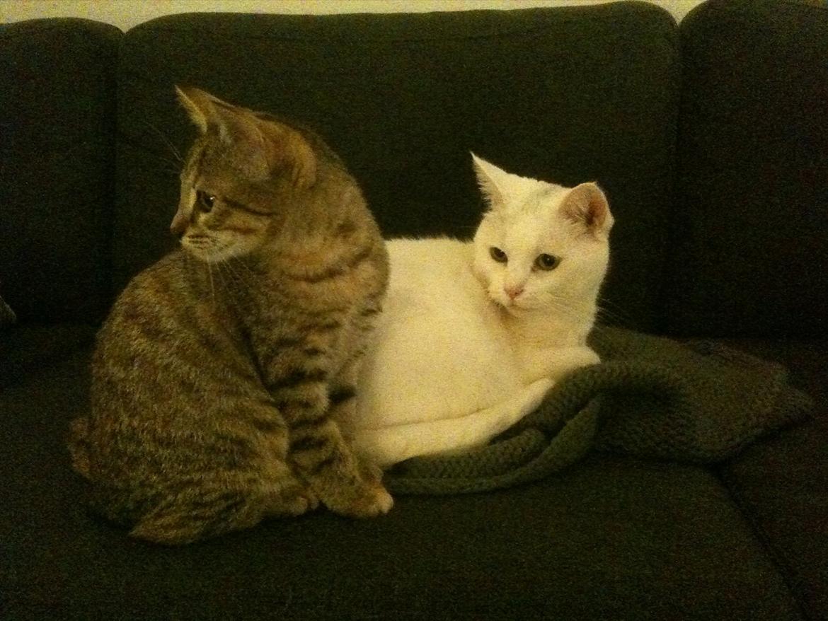 Blanding af racer Sniper billede 14