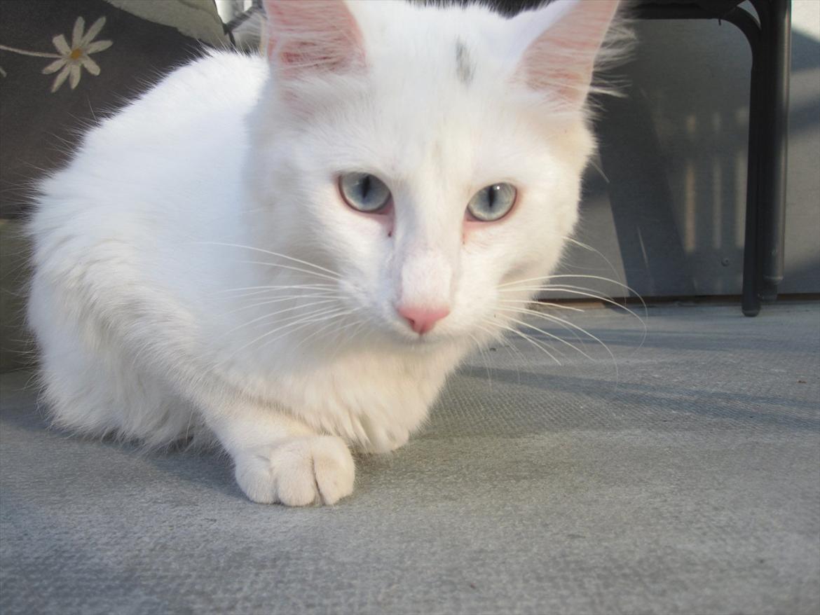 Norsk Skovkat snebold billede 17