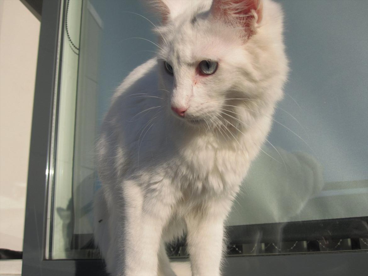 Norsk Skovkat snebold billede 18