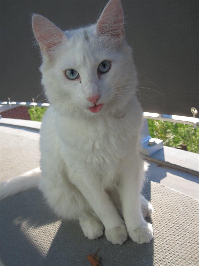 Norsk Skovkat snebold billede 19