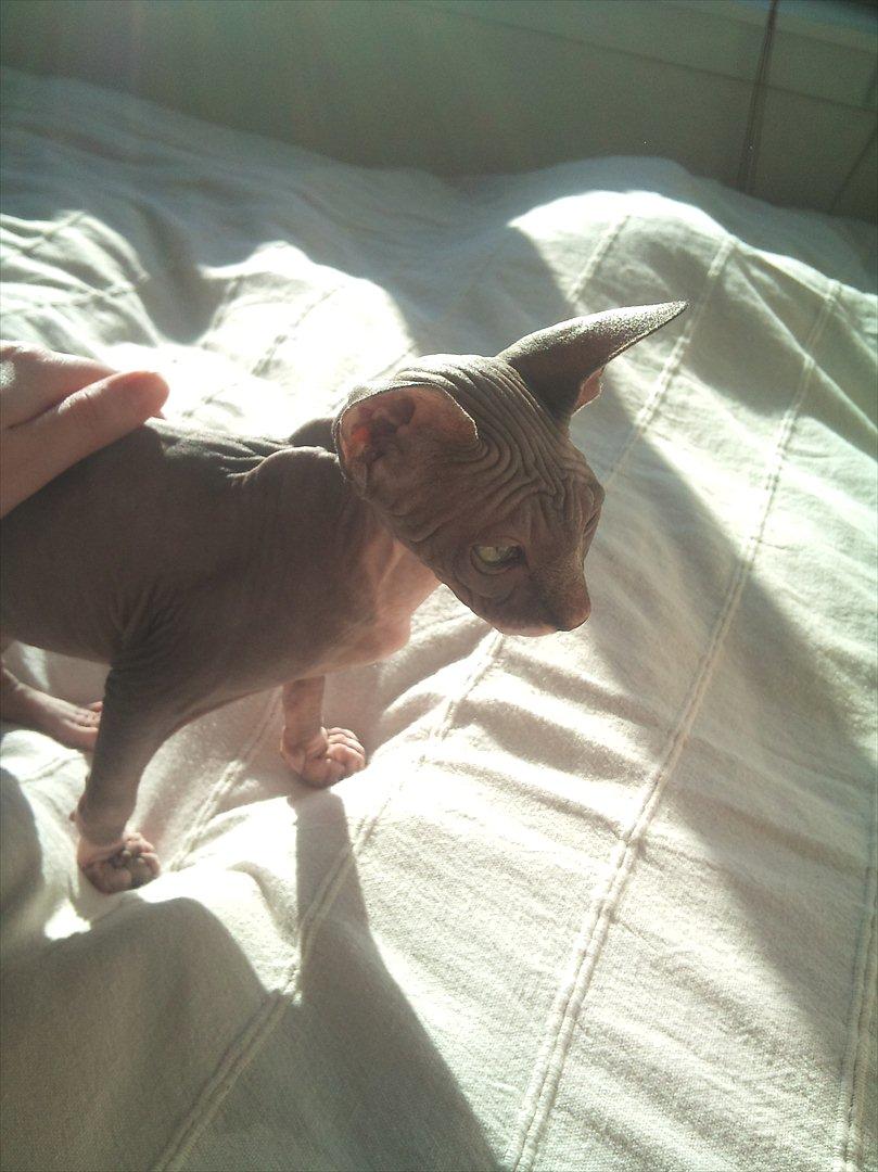 Sphynx Phoenix (Himmelkat) R.I.P billede 2