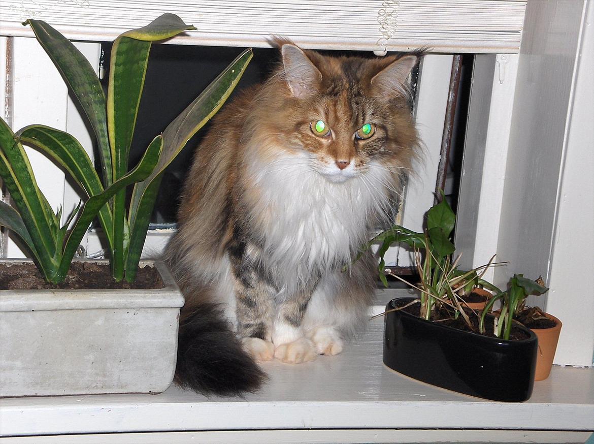 Maine Coon Mille billede 13