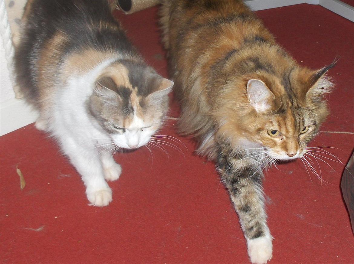 Maine Coon Mille billede 14