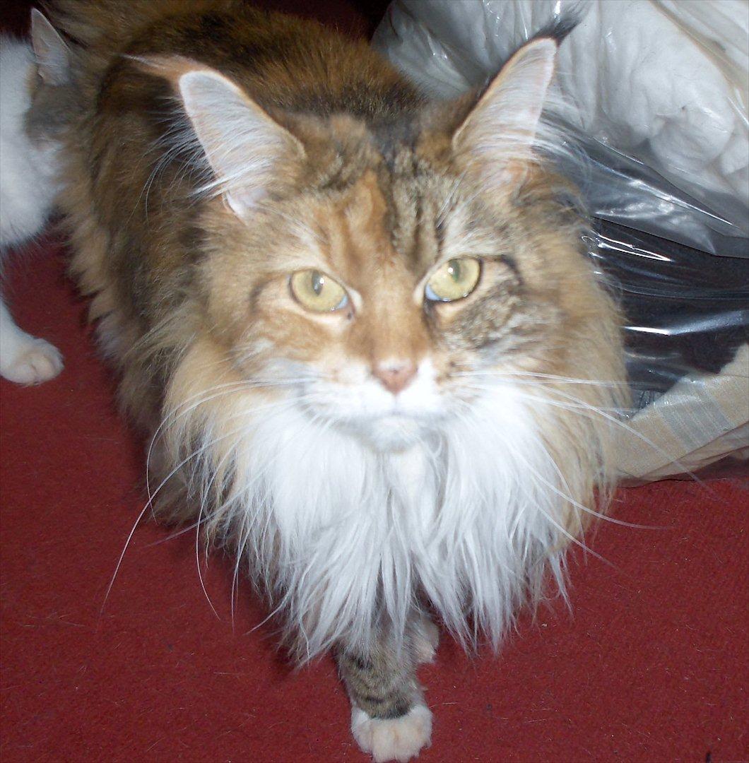 Maine Coon Mille billede 15