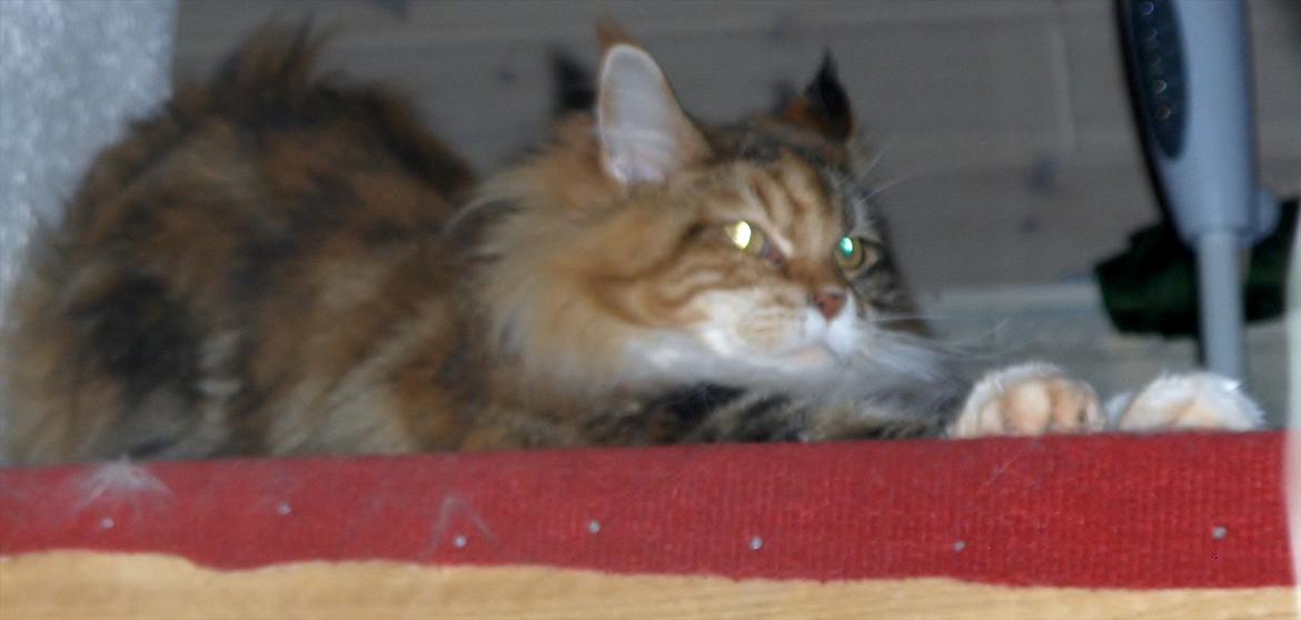 Maine Coon Mille billede 16