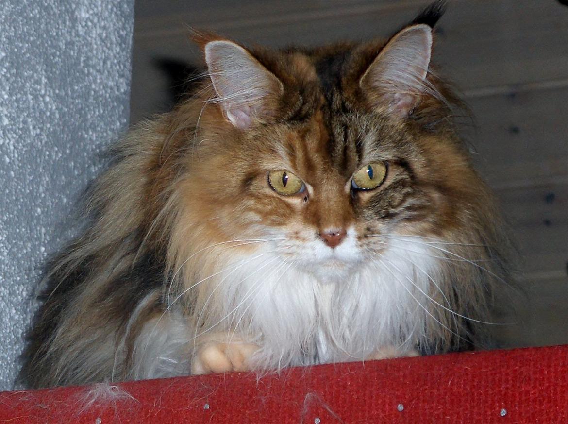 Maine Coon Mille billede 17