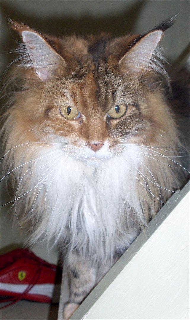 Maine Coon Mille billede 18