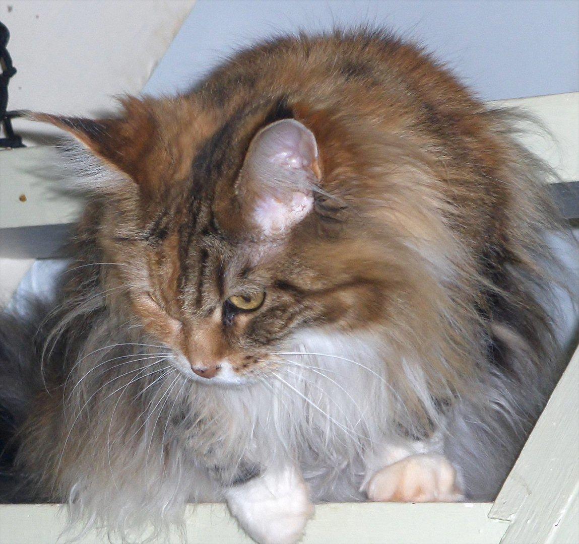 Maine Coon Mille billede 19
