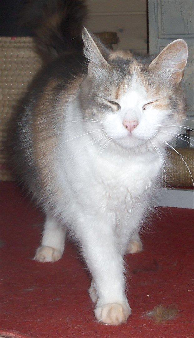 Blanding af racer Lille My billede 11