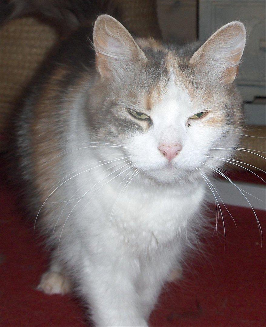 Blanding af racer Lille My billede 12