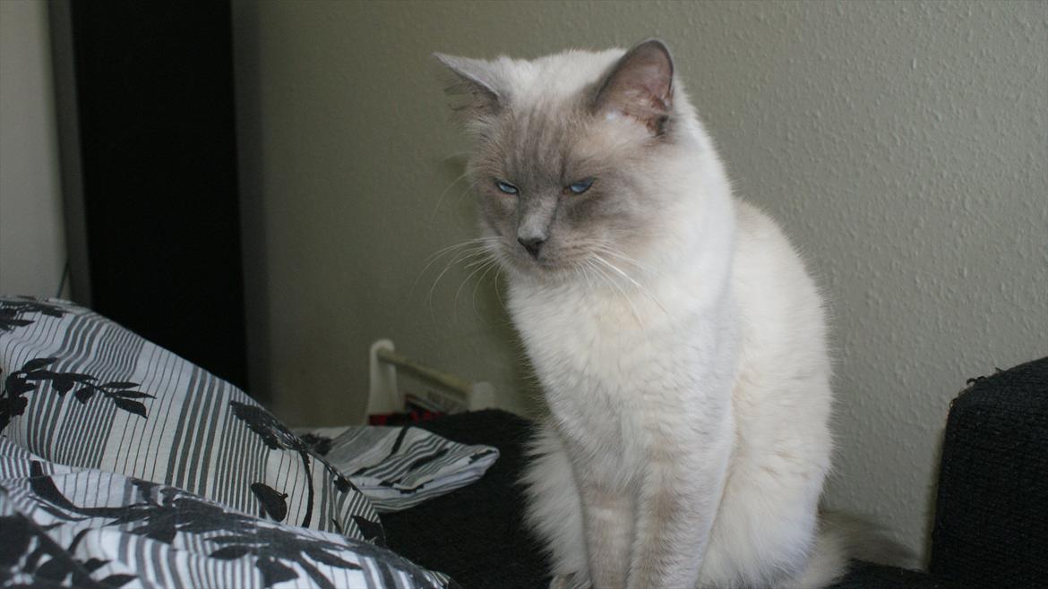Ragdoll Eigil - Nyt :) billede 18