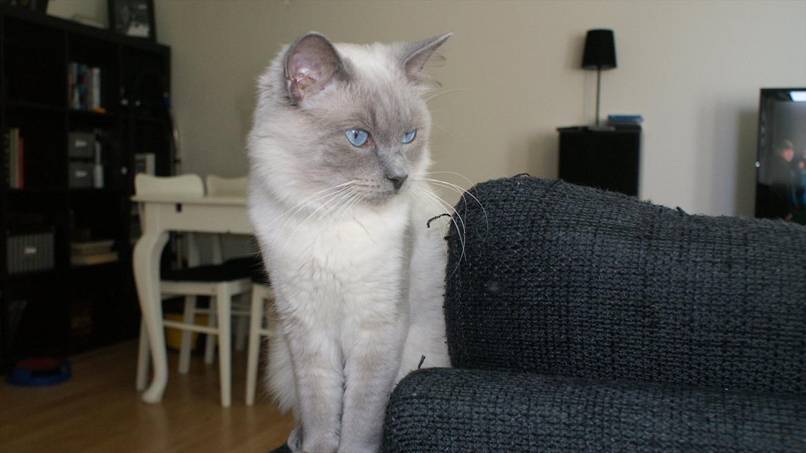 Ragdoll Eigil - Nyt. :) billede 19