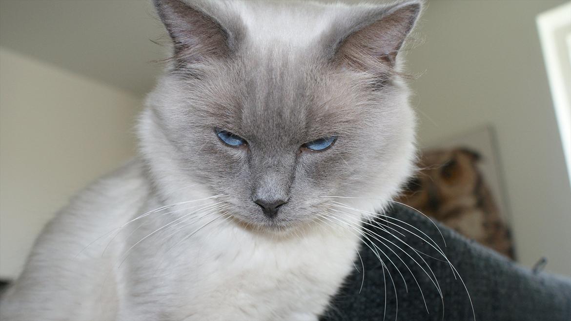 Ragdoll Eigil - Nyt :) billede 20