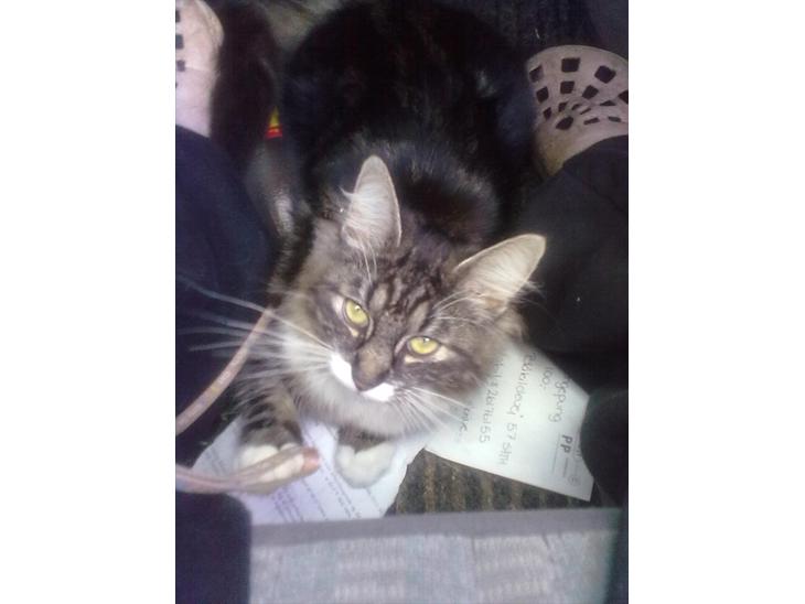 {{currentPhoto.altText}} billede {{currentPhoto.number}}