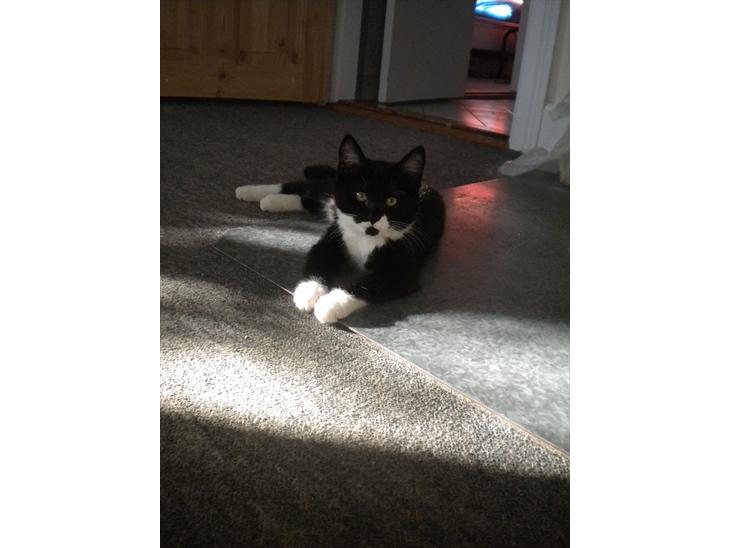 {{currentPhoto.altText}} billede {{currentPhoto.number}}