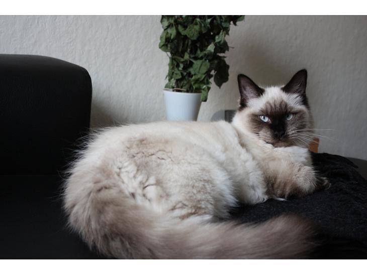 Ragdoll Calipso billede 1