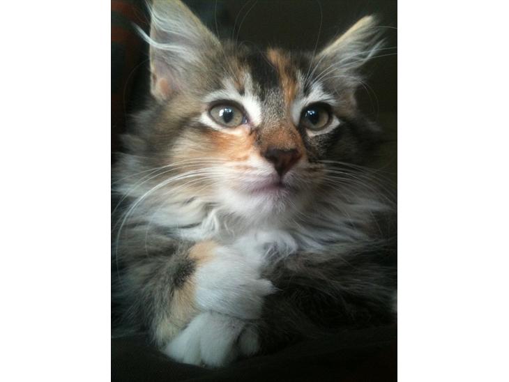 Huskat / Maine Coon Diva billede 1