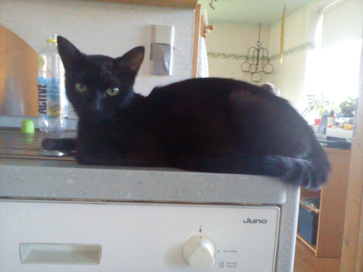 {{currentPhoto.altText}} billede {{currentPhoto.number}}