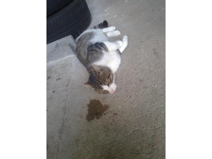 {{currentPhoto.altText}} billede {{currentPhoto.number}}