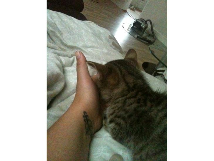 Huskat Oliver - Ligger og sover i min hånd billede 2