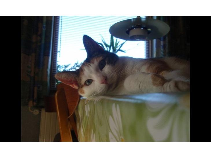 {{currentPhoto.altText}} billede {{currentPhoto.number}}