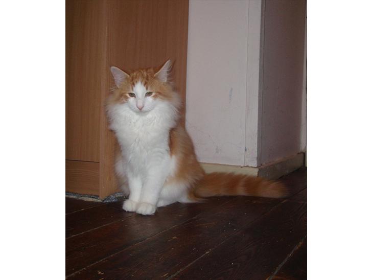 {{currentPhoto.altText}} billede {{currentPhoto.number}}