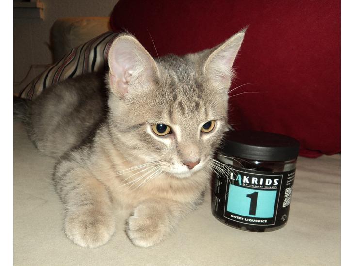 Huskat Smokey Sultan - Velkomen til :-) billede 1
