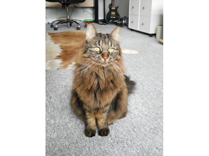 {{currentPhoto.altText}} billede {{currentPhoto.number}}