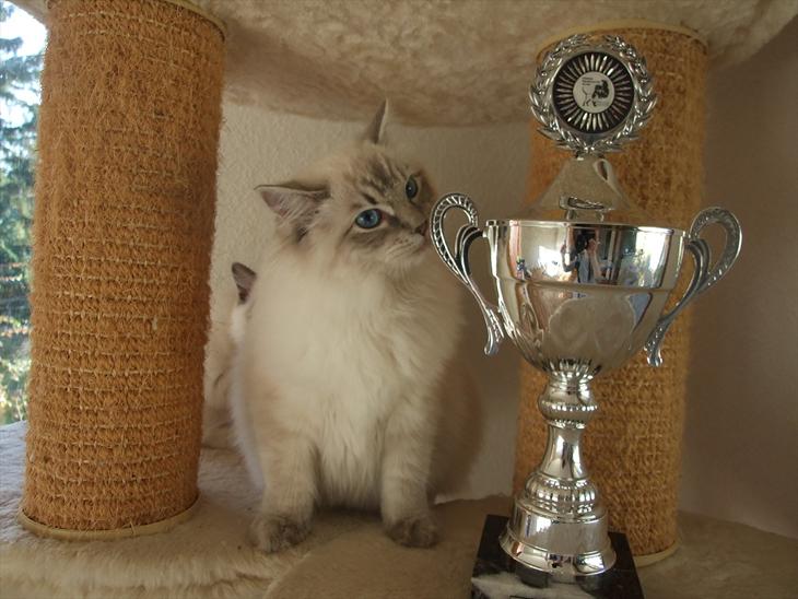 Ragdoll DK Vandoll Incredible Iris billede 1