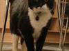 Huskat Sylvester [ Himmelkat]