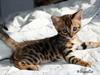 Bengal Faunas [Tidl. kat]