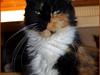 Maine Coon DK Proud Danish MoonShadow [Tidl. kat]