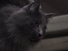 Blanding af racer Norsk skov kat Balou