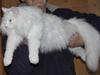 Norsk Skovkat Buum-Cats Hvide Amulet