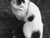 Huskat Tiesto