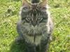 Blanding af racer Bamse  Savnet ;( [Tidl. kat]