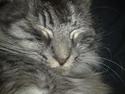 Maine Coon Mester