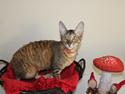 Cornish Rex Pixiepaws Buick Invicta *Tekop*
