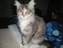 Maine Coon Ifigenia #Iffi#