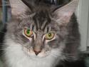 Maine Coon Aeneas #Neas#