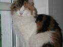 Maine Coon Malou #Malle#